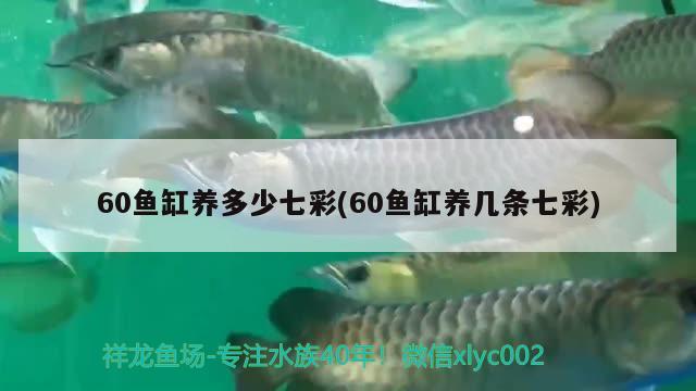 60魚缸養(yǎng)多少七彩(60魚缸養(yǎng)幾條七彩)