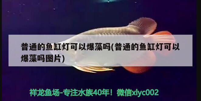 普通的魚缸燈可以爆藻嗎(普通的魚缸燈可以爆藻嗎圖片)