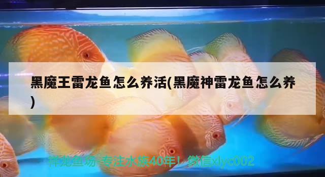 下雨天品品魚