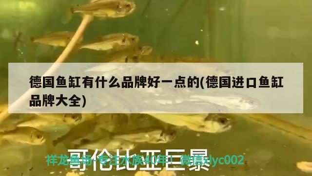 龍魚飼料配方大全(龍魚飼料魚是什么魚)