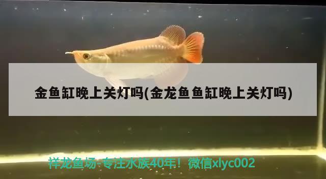 金魚(yú)缸晚上關(guān)燈嗎(金龍魚(yú)魚(yú)缸晚上關(guān)燈嗎)