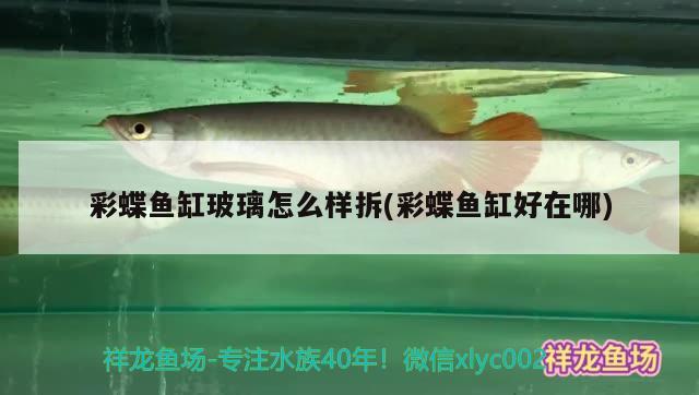 彩蝶魚缸玻璃怎么樣拆(彩蝶魚缸好在哪) 恐龍王魚