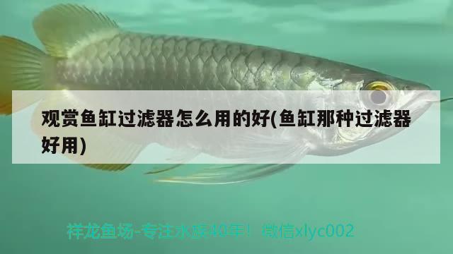 觀賞魚(yú)缸過(guò)濾器怎么用的好(魚(yú)缸那種過(guò)濾器好用)