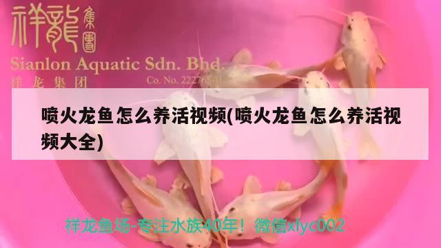 噴火龍魚怎么養(yǎng)活視頻(噴火龍魚怎么養(yǎng)活視頻大全) 祥龍龍魚專用水族燈