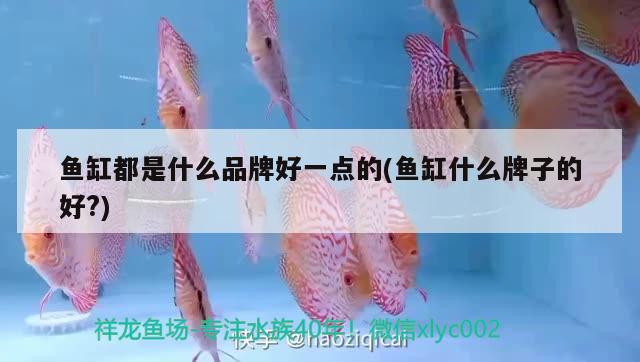 燈光對(duì)魚狀態(tài)的影響太大了 水族世界 第2張