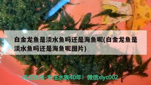 白金龍魚是淡水魚嗎還是海魚呢(白金龍魚是淡水魚嗎還是海魚呢圖片) 白子關刀魚