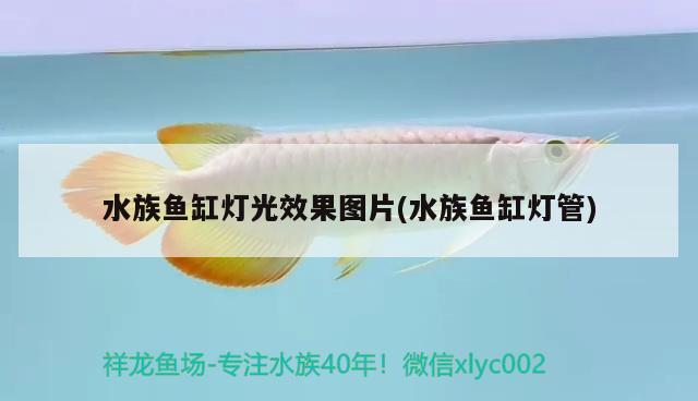 水族魚缸燈光效果圖片(水族魚缸燈管) 廣州龍魚批發(fā)市場