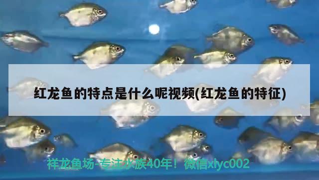 赤血紅龍魚圖片高清大圖（ 赤血紅龍魚圖片高清大圖）