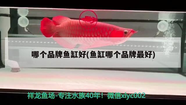 哪個品牌魚缸好(魚缸哪個品牌最好) 廣州水族批發(fā)市場