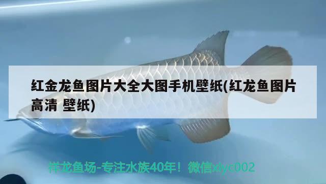 紅金龍魚(yú)圖片大全大圖手機(jī)壁紙(紅龍魚(yú)圖片高清壁紙)