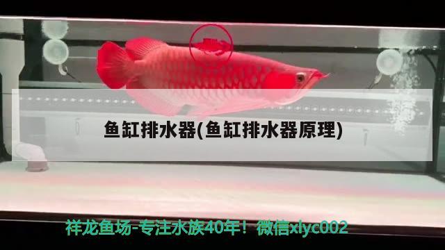 魚(yú)缸排水器(魚(yú)缸排水器原理) 細(xì)線(xiàn)銀板魚(yú)苗