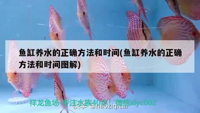 魚缸養(yǎng)水的正確方法和時間(魚缸養(yǎng)水的正確方法和時間圖解) 祥龍藍珀金龍魚