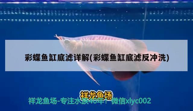 彩蝶魚缸底濾詳解(彩蝶魚缸底濾反沖洗) 水族雜談