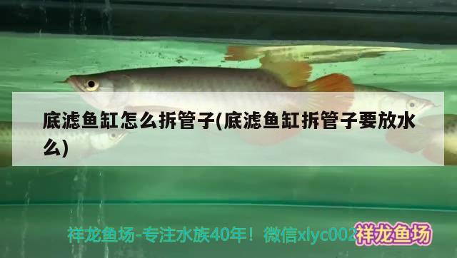 底濾魚缸怎么拆管子(底濾魚缸拆管子要放水么) 噴點(diǎn)菠蘿魚