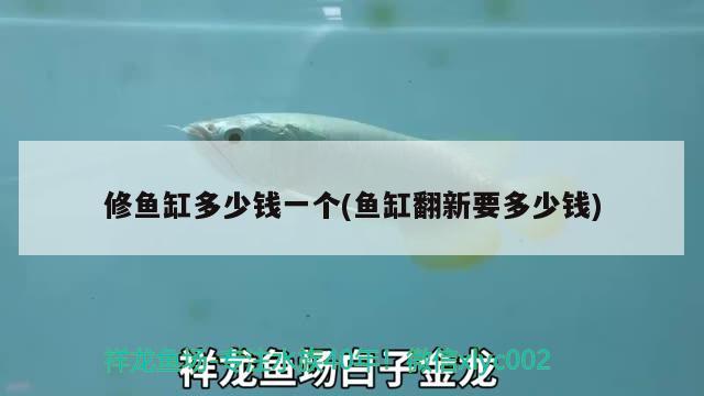 修魚缸多少錢一個(魚缸翻新要多少錢)