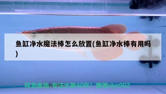 魚(yú)缸凈水魔法棒怎么放置(魚(yú)缸凈水棒有用嗎) 金龍魚(yú)糧