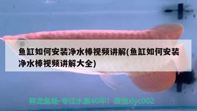 魚缸如何安裝凈水棒視頻講解(魚缸如何安裝凈水棒視頻講解大全) 泰龐海鰱魚