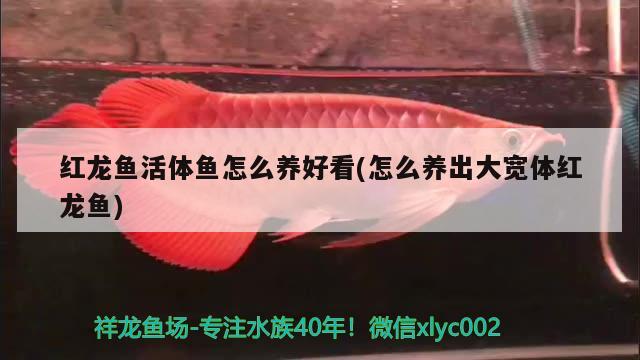 紅龍魚活體魚怎么養(yǎng)好看(怎么養(yǎng)出大寬體紅龍魚) 女王大帆魚苗