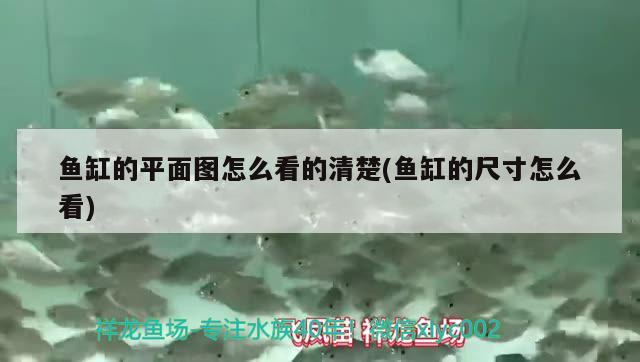 魚缸的平面圖怎么看的清楚(魚缸的尺寸怎么看) 泰國(guó)虎魚