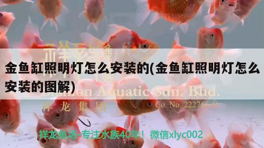 金龍魚高背與過背有什么區(qū)別圖片：金龍魚高背與過背有什么區(qū)別圖片大全