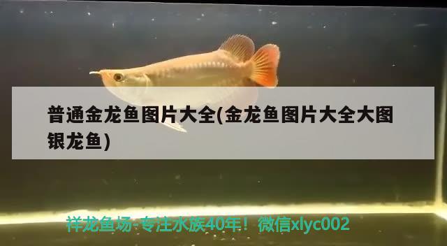 普通金龍魚圖片大全(金龍魚圖片大全大圖銀龍魚) 銀龍魚百科