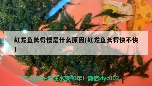 紅龍魚長得慢是什么原因(紅龍魚長得快不快)