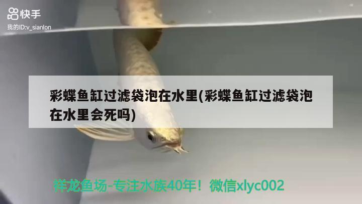 彩蝶魚缸過濾袋泡在水里(彩蝶魚缸過濾袋泡在水里會(huì)死嗎)