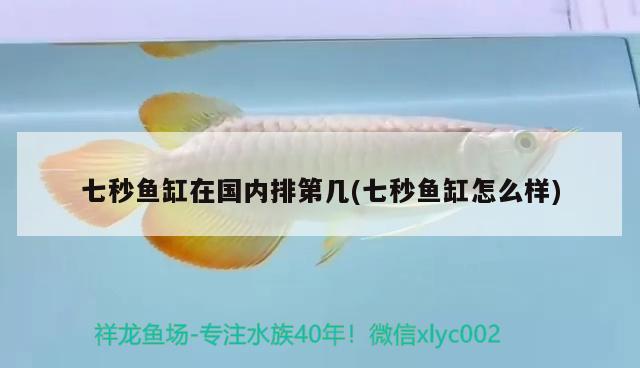 七秒魚缸在國內(nèi)排第幾(七秒魚缸怎么樣) 麥肯斯銀版魚