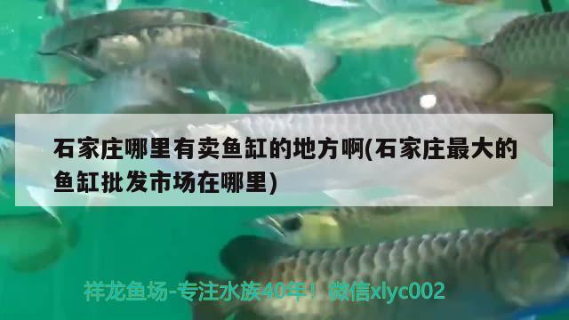 石家莊哪里有賣魚缸的地方啊(石家莊最大的魚缸批發(fā)市場在哪里) PH調(diào)節(jié)劑