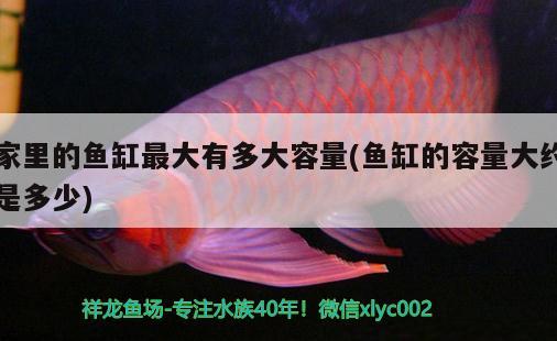 家里的魚(yú)缸最大有多大容量(魚(yú)缸的容量大約是多少)