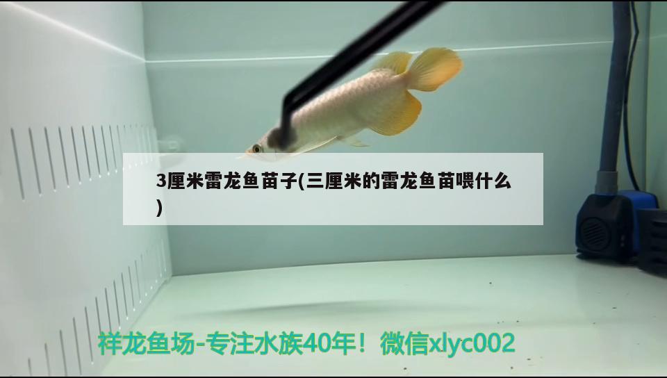 3厘米雷龍魚苗子(三厘米的雷龍魚苗喂什么) 申古銀版魚