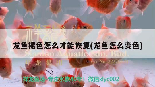 龍魚褪色怎么才能恢復(fù)(龍魚怎么變色) 印尼四紋虎