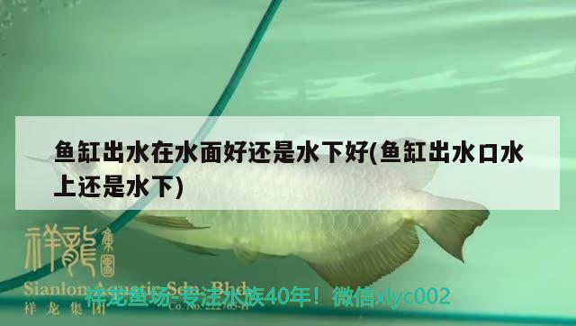 銀龍魚可以跟什么魚混養(yǎng)在一起呢（銀龍魚可以和什么魚一起混養(yǎng)） 銀龍魚 第2張