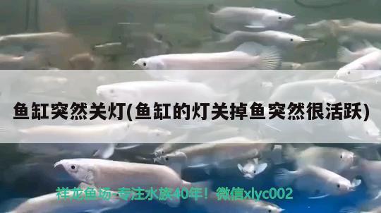 魚缸突然關(guān)燈(魚缸的燈關(guān)掉魚突然很活躍) 紅勾銀版魚