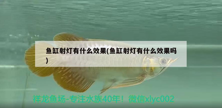 小型南美魚(yú)缸造景過(guò)程圖片欣賞：小型南美魚(yú)缸造景過(guò)程圖片欣賞大全