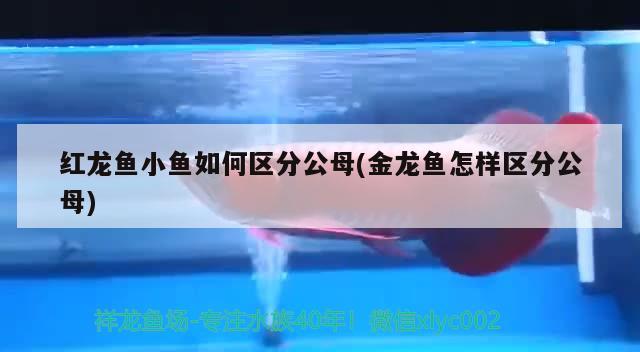 紅龍魚小魚如何區(qū)分公母(金龍魚怎樣區(qū)分公母)