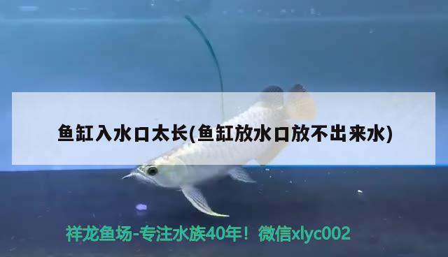 魚缸入水口太長(魚缸放水口放不出來水) 白化火箭