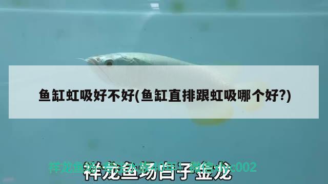 純黑色龍魚多少錢一只圖片(純黑龍魚多少錢一條)