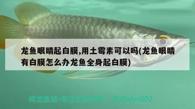 龍魚眼睛起白膜,用土霉素可以嗎(龍魚眼睛有白膜怎么辦龍魚全身起白膜) 福滿鉆魚