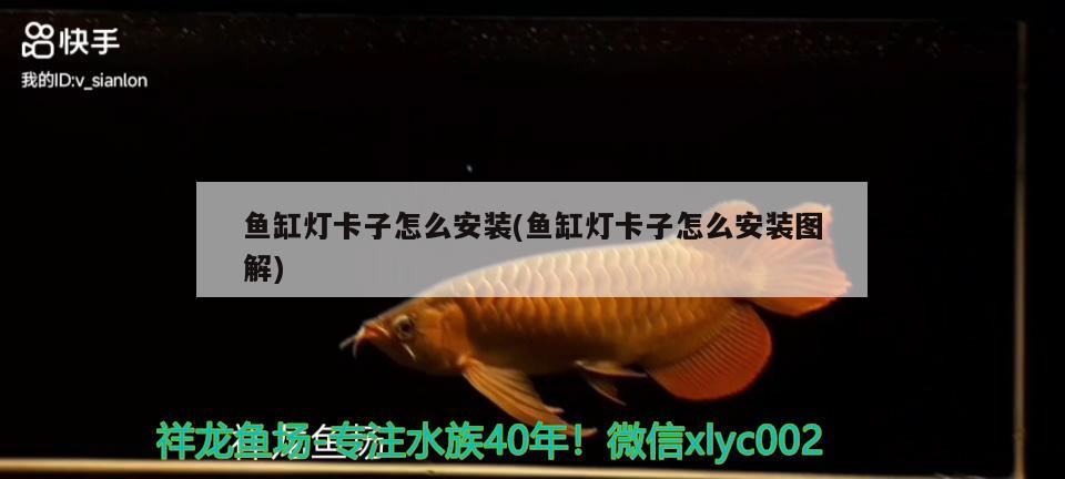 魚缸燈卡子怎么安裝(魚缸燈卡子怎么安裝圖解) 狗仔（招財(cái)貓)魚苗