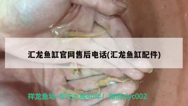 七彩魚缸底什么顏色好看(魚缸底用什么顏色好看)