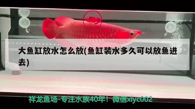 大魚(yú)缸放水怎么放(魚(yú)缸裝水多久可以放魚(yú)進(jìn)去)