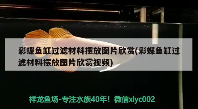 彩蝶魚缸過濾材料擺放圖片欣賞(彩蝶魚缸過濾材料擺放圖片欣賞視頻) 魚缸凈水劑