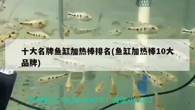 十大名牌魚缸加熱棒排名(魚缸加熱棒10大品牌) ?；?異型虎魚/純色虎魚