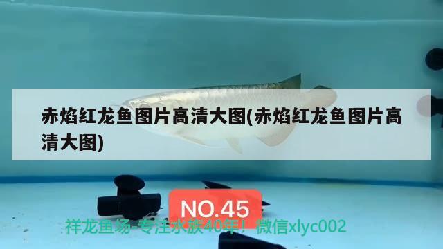 銀龍魚頂缸怎處理（銀龍魚為什么老頂缸） 薩伊藍(lán)魚 第2張