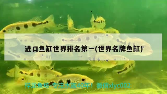 進(jìn)口魚缸世界排名第一(世界名牌魚缸) 伊巴卡魚