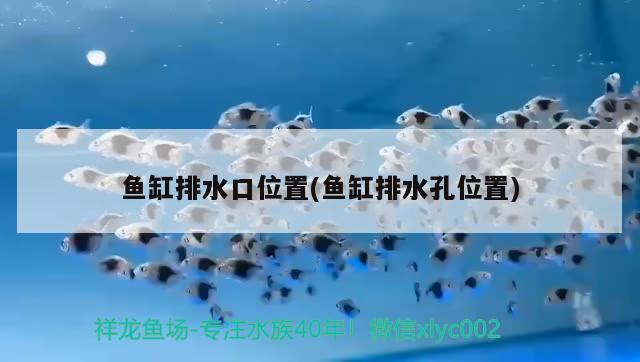 魚缸排水口位置(魚缸排水孔位置) 白子銀龍魚苗