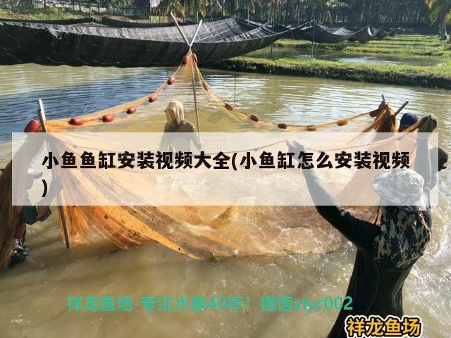 小魚魚缸安裝視頻大全(小魚缸怎么安裝視頻) 七彩神仙魚