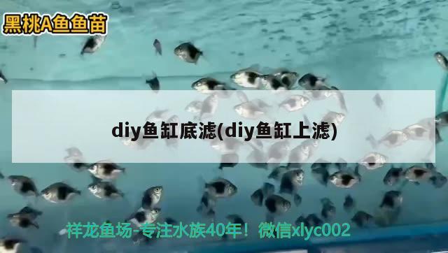 diy魚(yú)缸底濾(diy魚(yú)缸上濾) 紅龍專(zhuān)用魚(yú)糧飼料