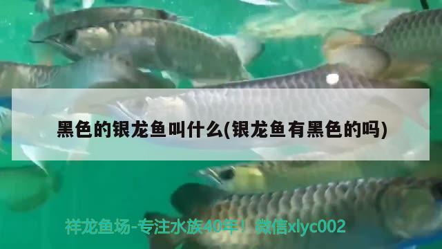 魚缸大小怎么算尺寸(魚缸尺寸計(jì)算) 賽級(jí)紅龍魚